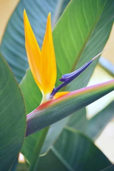 bird-of-paradise-plant-flower-bali-garden-landscape-landscaping-native-tropical-plant