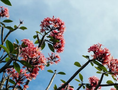 The Top 10 Native Tropical Plants to Transform Your Garden in Bali into an Oasis