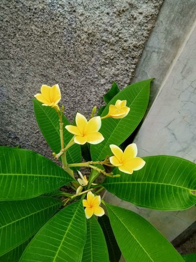 frangipani-tree-Plumeria-bali-garden-landscape-landscaping-native-tropical-plant