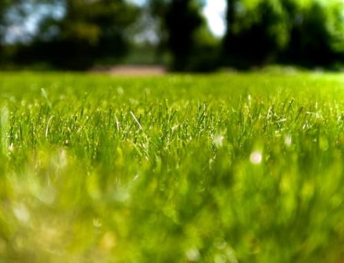 The Importance of Lawn Irrigation