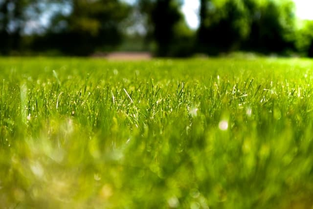 green-lawn-irrigation-bali-garden-landscape-landscaping