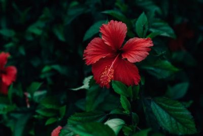 hibiscus-bali-garden-landscape-landscaping-native-tropical-plants