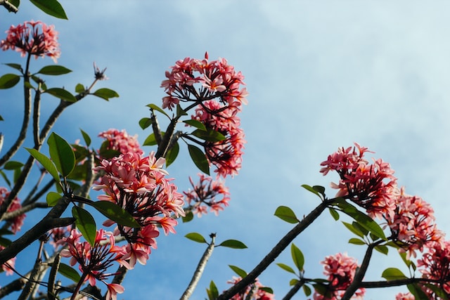 The Top 10 Native Tropical Plants to Transform Your Garden in Bali into an Oasis